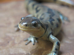 Titus the Tiger Salamander