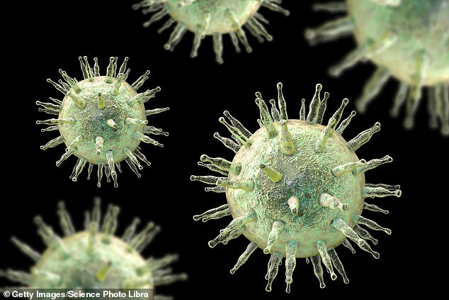 Immune cells designed to fight glandular fever could hold the key to reversing multiple sclerosis, scientists have claimed. Pictured: An illustration of the Epstein-Barr virus, which causes glandular fever