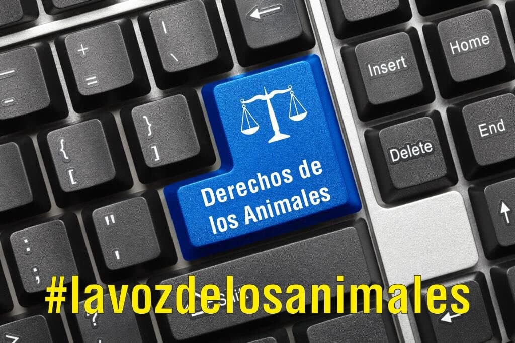 Piden al gobierno de
España a dar continuidad a la
ley de protección y derechos
de los animales