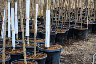 potted trees at tree lot