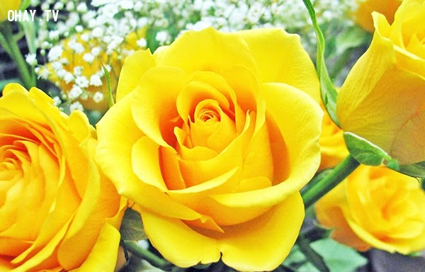 Hoa hồng vàng - Một tình yêu cao sang, rực rỡ (Đôi khi mang ý nghĩa, mong muốn cắt đứt quan hệ),hoa ngữ,ngôn ngữ các loài hoa,hoa quả,hoa đẹp