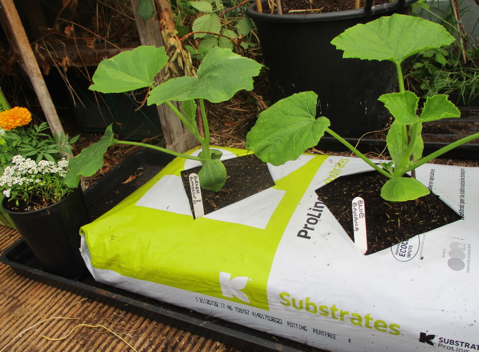 Squashes planted in late May in a homemade growbag of peat-free compost, sitting on a grow tray in the polytunnel - now growing well