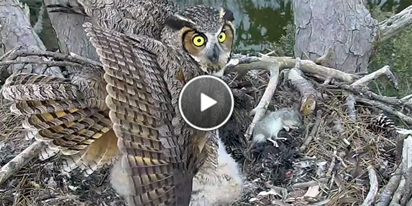 The female Great Horned Owl defends her nestlings from a threat.