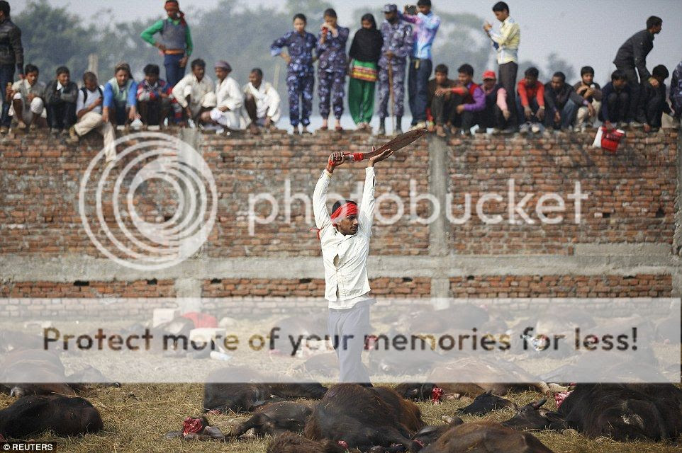 Thảm sát hơn 6.000 con trâu trong ngày lễ tế thần ở Nepal