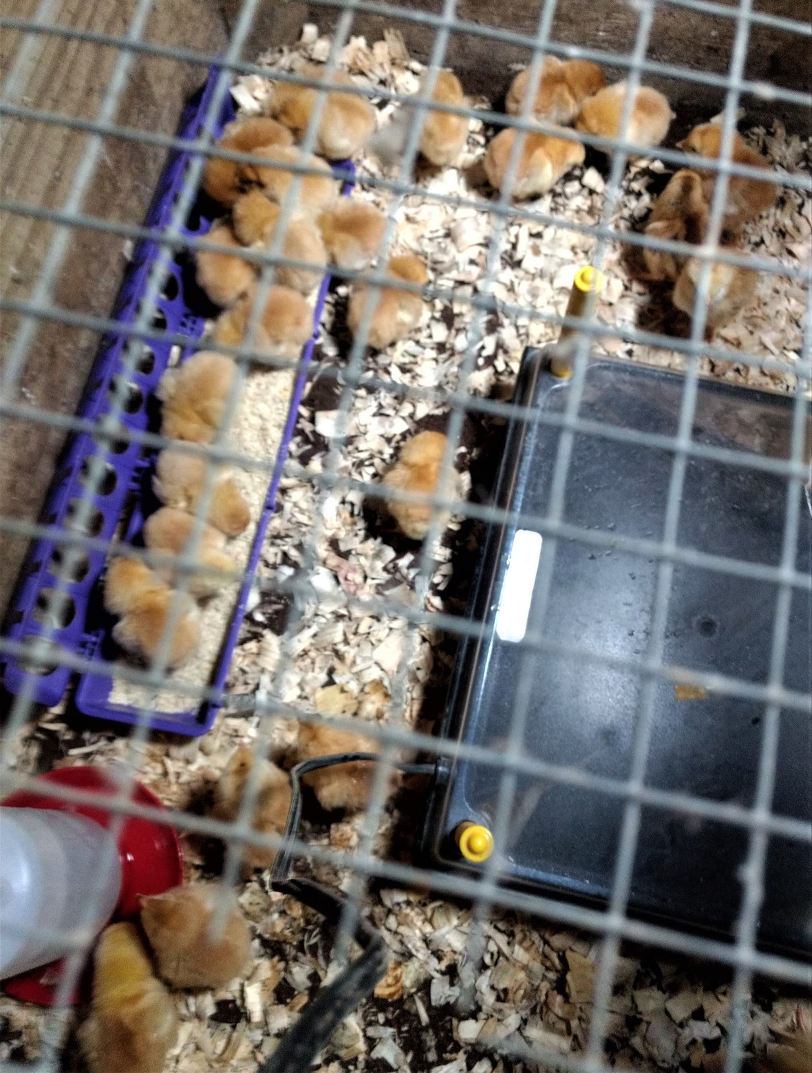 chicks arrived