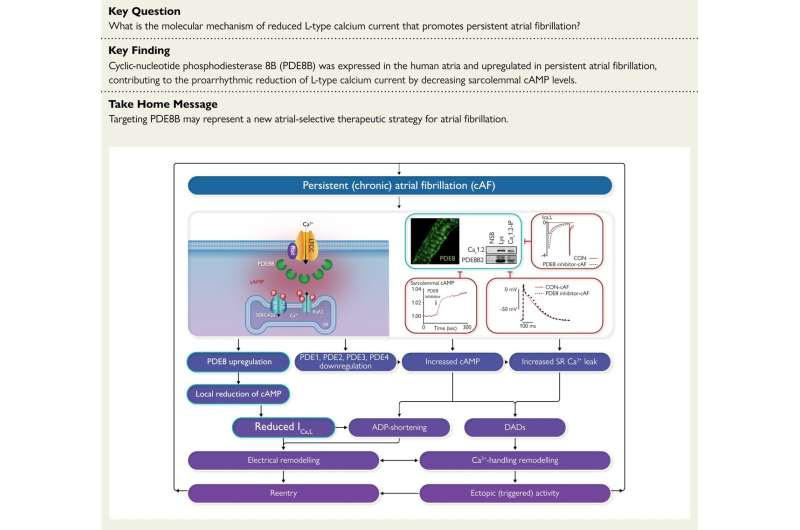 Atrial fibrillation: Targeted drug therapy approach discovered for the first time