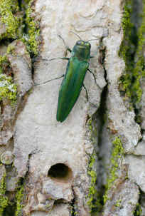 EAB adult with D-shaped exit hole
