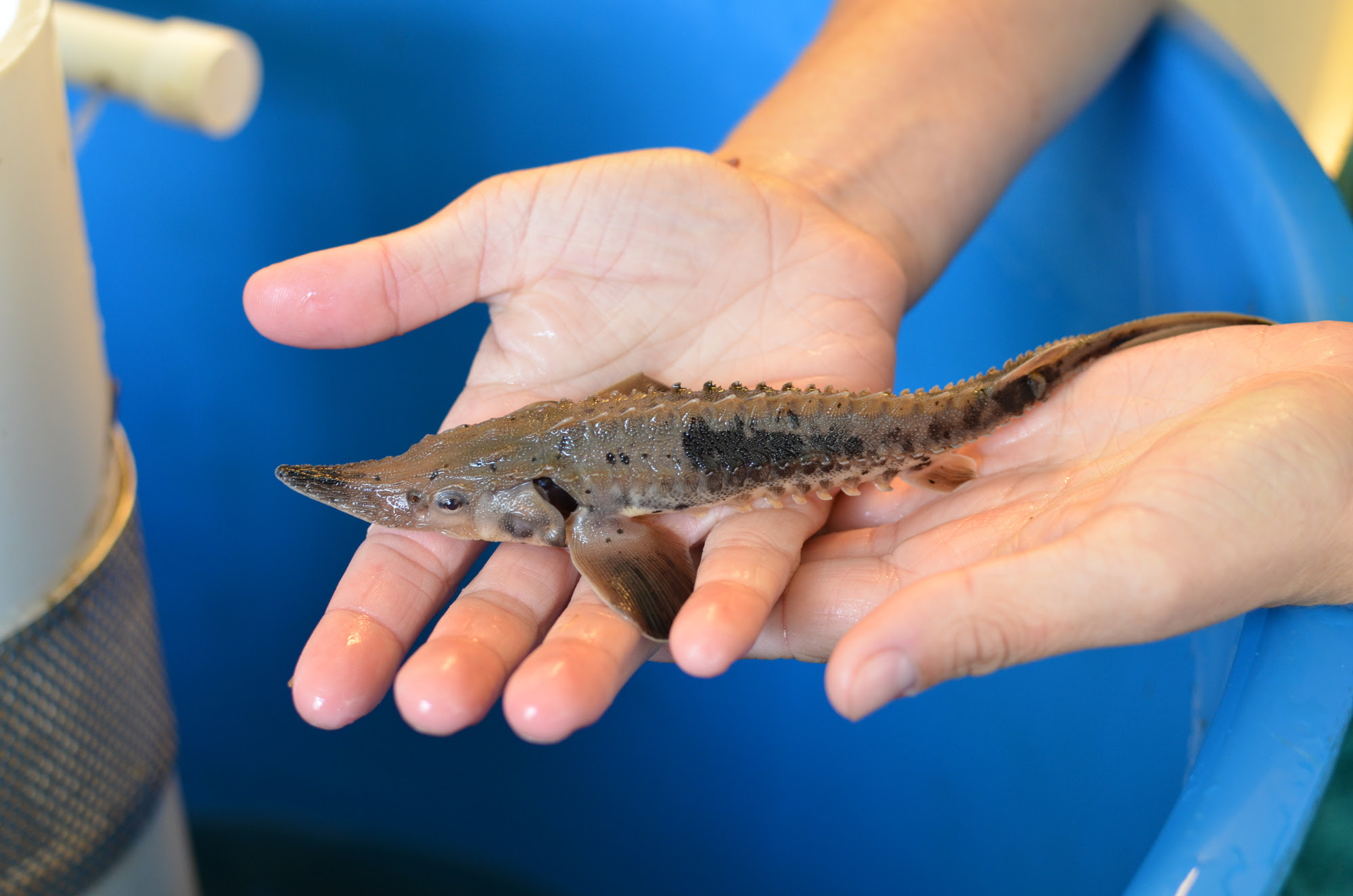 A close-up view of a hand-held young lake sturgeon.