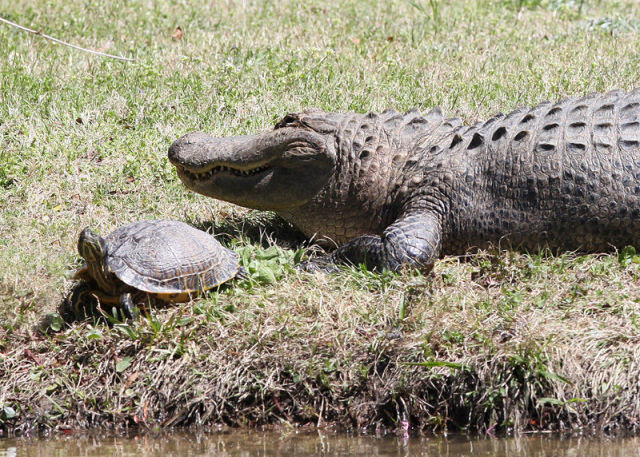 Amazing Friendship Between Reptiles