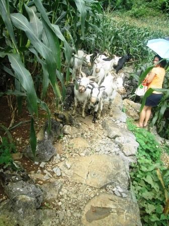 Sharing the path with a herd of goats
