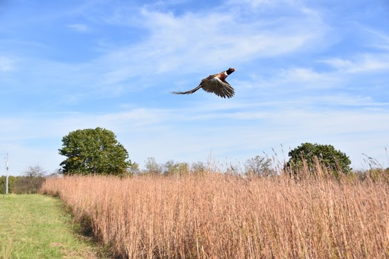 A ring-necked pheasant takes flight at Goose Lake State Wildlife Area. 