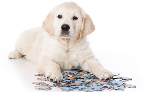 puppy-with-puzzle-1803-1424831859.jpg