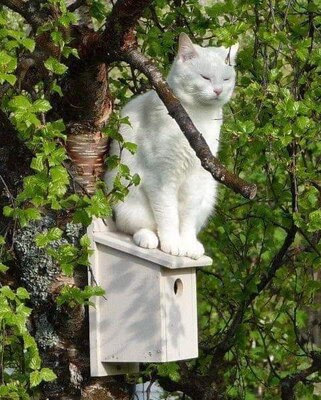 Cat-Birdhouse-White