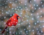 Cardinal In Heavy Snow - Posted on Tuesday, December 2, 2014 by Fred Schollmeyer