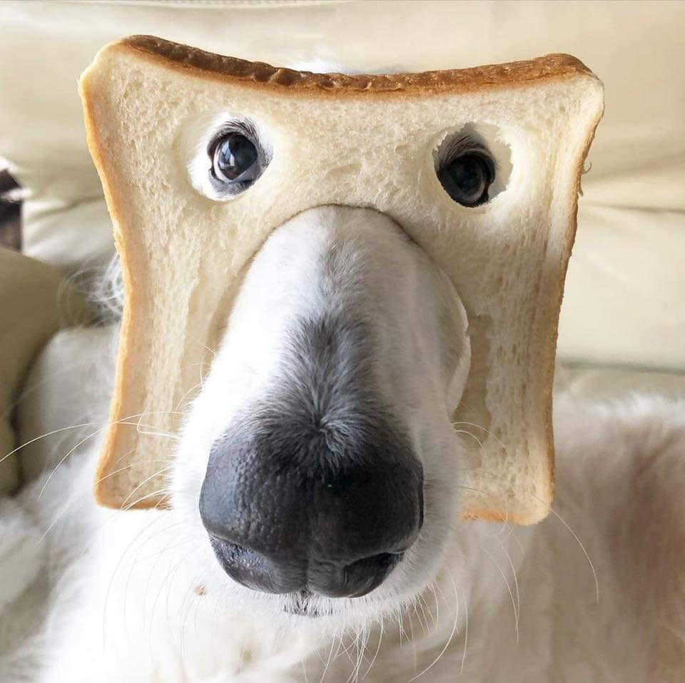 White dog with piece of white bread on face, with holes cut out for nose and eyes