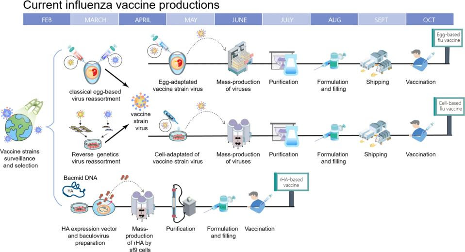 Timeline of current influenza vaccine production methods