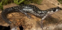 Northern slimy salamander