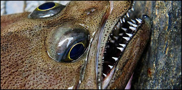AFSC flatfish lips