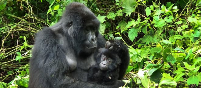 Un gorille et ses petits à Virunga