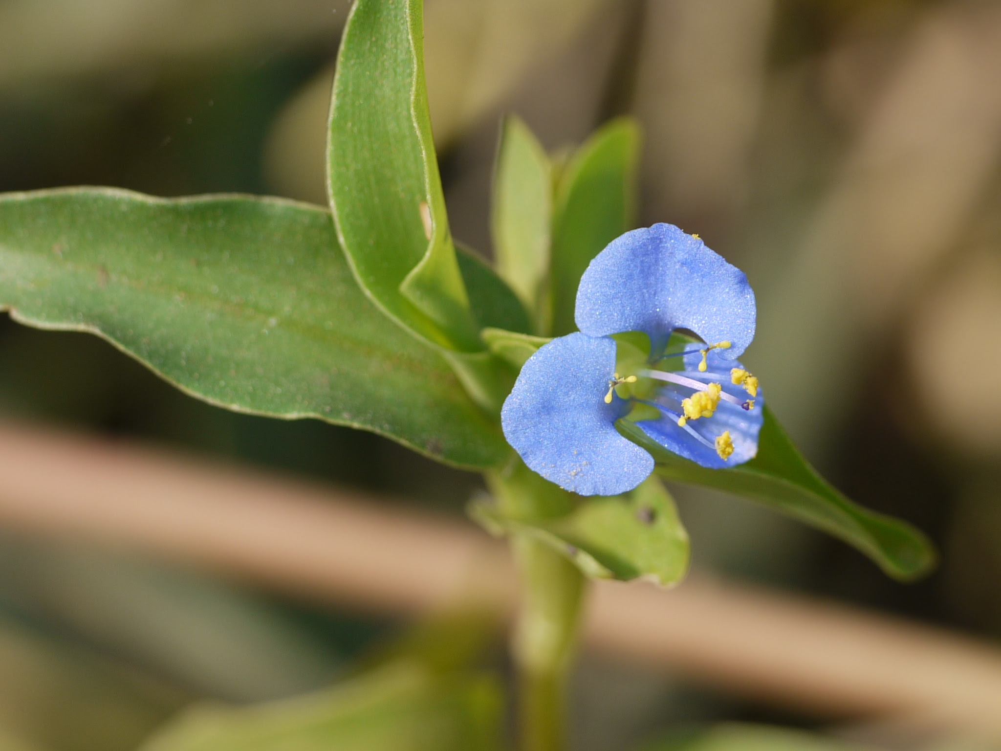 Commelina sp.