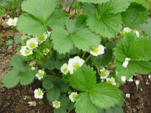 Perpetual Strawberry 'Albion' in tunnel
