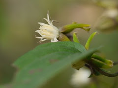 Clematis hedysarifolia