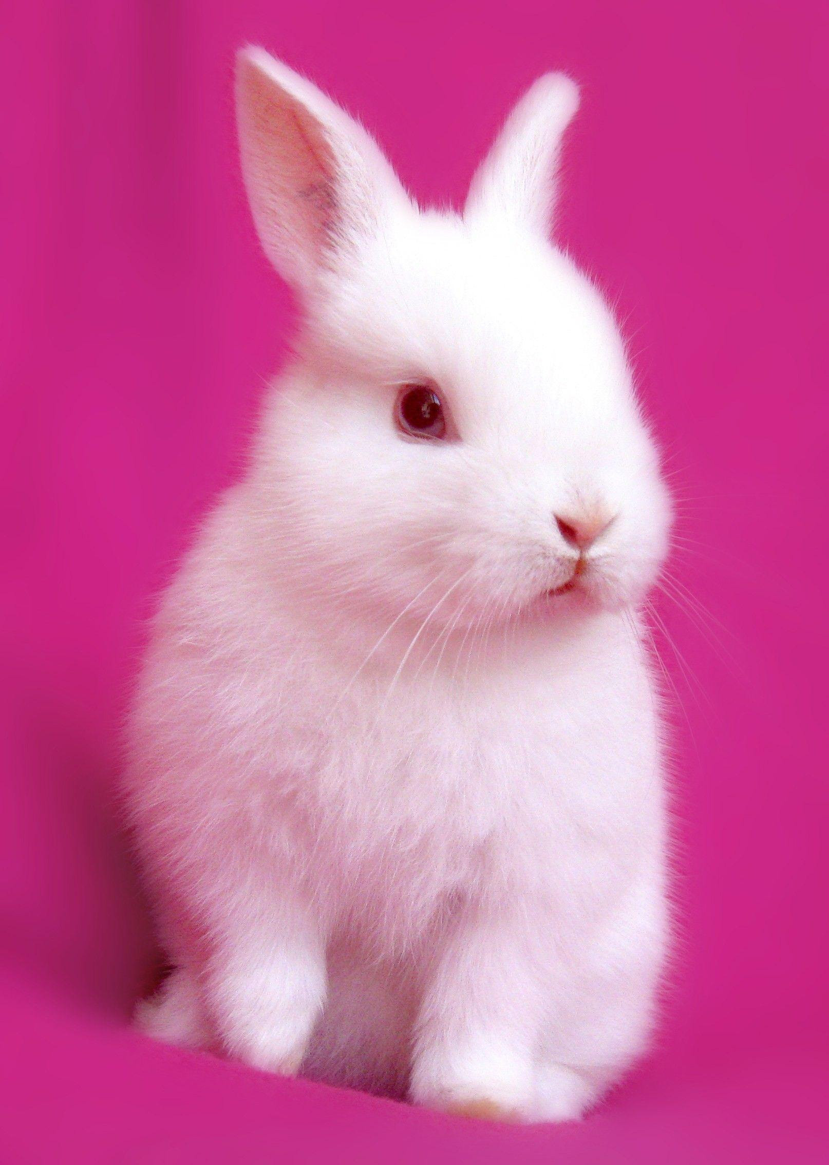 1614x2268 Cute Rabbit Wallpaper