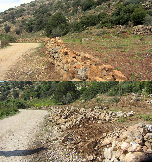 The stone wall in the ‘Aqel family’s grove - before and after demolition