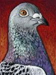Racing Pigeon Portrait - Posted on Monday, December 8, 2014 by Ande Hall