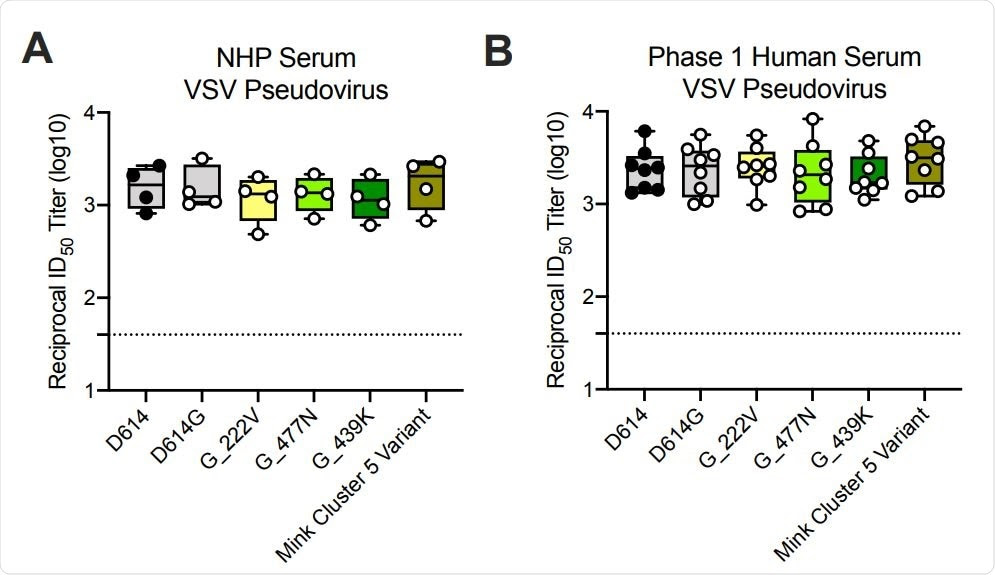 Ability of mRNA-1273 immune sera from NHPs and humans to neutralize SARSCoV-2 pseudoviruses representing early variants. (A) Rhesus macaques (NHPs) were immunized with 30 µg mRNA-1273 on a prime-boost schedule, and sera were collected 4 weeks post-boost. (B) Phase 1 trial participants were immunized with 100 µg mRNA-1273 on a primeboost schedule, and sera were collected 1 week post-boost. Neutralization was measured by a recombinant VSV-based SARS-CoV-2 pseudovirus neutralization assay incorporating full-length spike protein of the Wuhan isolate (D614) or the indicated spike variants (D614G, A222V-D614G, S477N-D614G, N439K-D614G, mink cluster 5 variant). Min to max box plots, with the box from 25-75% and the median value denoted by the line. The horizonal dotted lines indicate the lower limit of quantification (LLOQ=40).