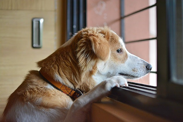 dog waiting