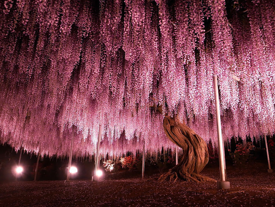 At 1,990 square meters (about half an acre), this huge wisteria is the largest of its kind in Japan. By Y-fu