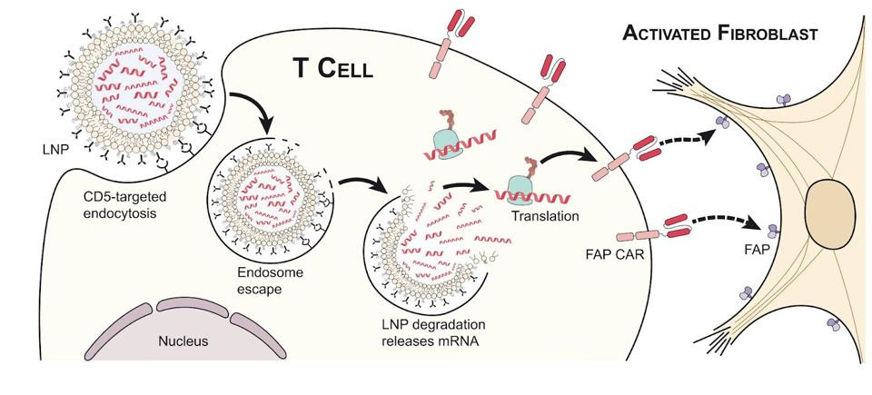 Lipid nanoparticle and T cell forming FAPCAR T cell