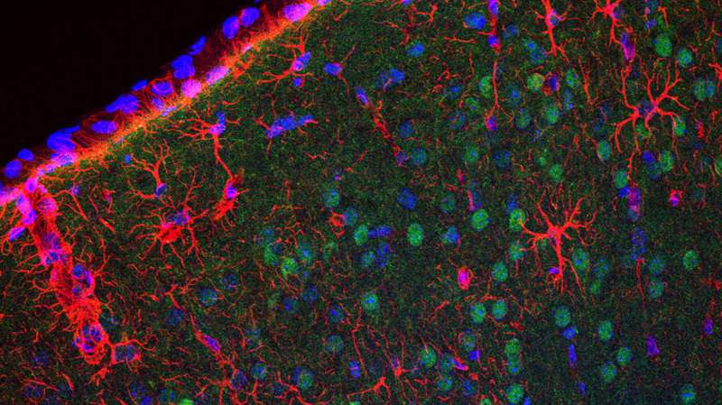 Sex-specific differences in response to reduced insulin activity