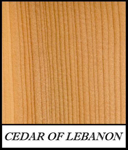 Cedar_of_lebanon_cedrus_libanotica