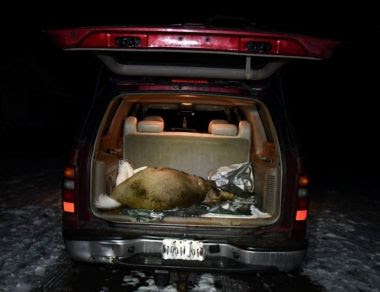 Large deer in the truck of a vehicle