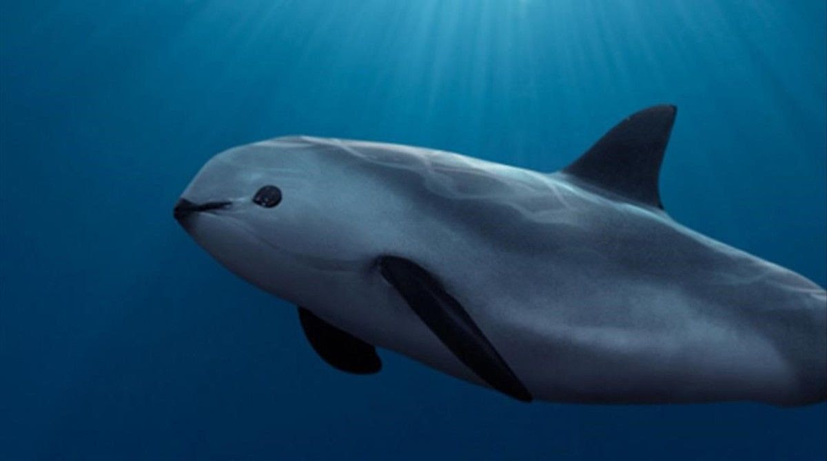 A vaquita porpoise