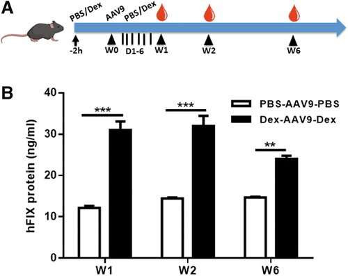 Dexamethasone enhances transgene expression