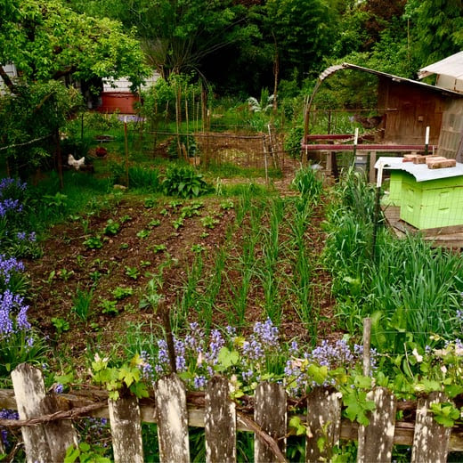 permaculture garden with chicken in background