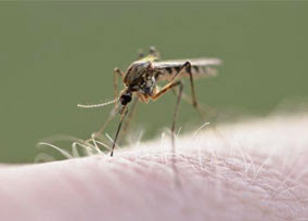 Dengue, cómo se transmite la fiebre rompehuesos