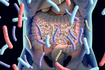 Psicobioma y psicobióticos, el impacto de los microbios digestivos en la salud mental 