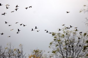 migrating birds