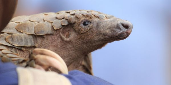 A close up shot of a pangolin being held by someone.
