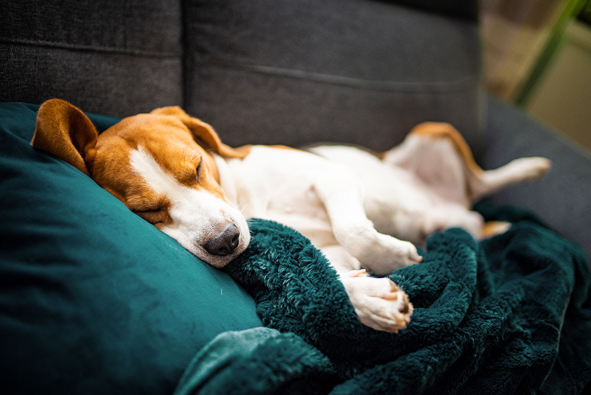 Do dogs dream? If so, what are doggy dreams made of?