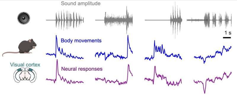 Study sheds new light on the origins of sound-evoked activity in the mouse visual cortex