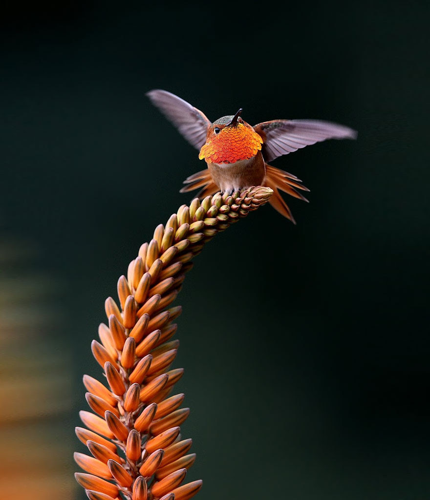 BREATH-TAKING HUMMINGBIRD CLOSE-UPS Cute-beautiful-hummingbird-photography-15