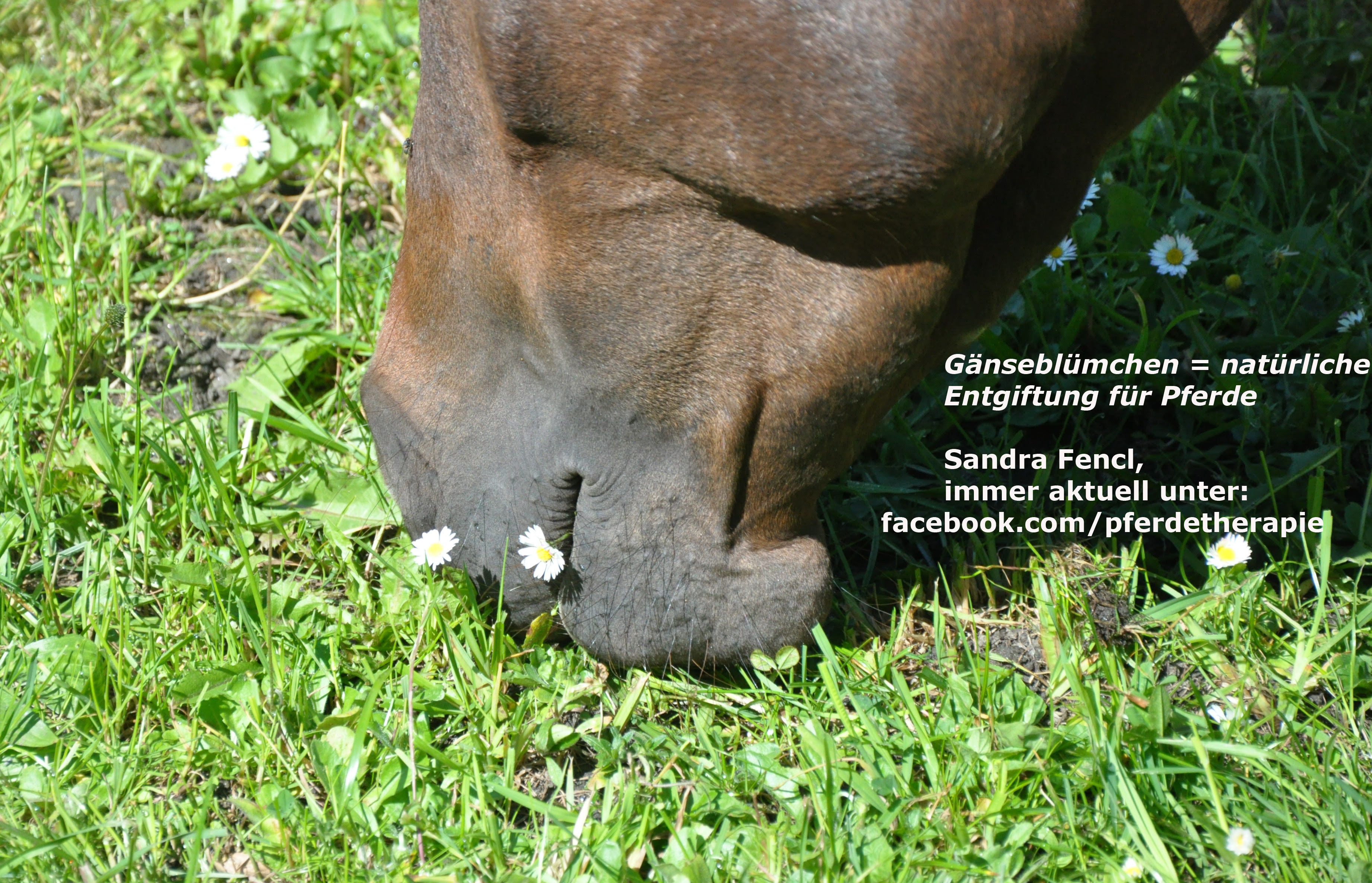 Gänseblümchen - natürliche Pferde-Entgiftung