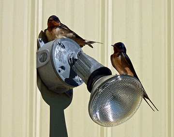 Barn Swallows on light