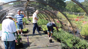 Volunteering is the backbone of Memphis Botanic Garden.