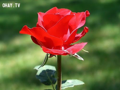 Hoa hồng đỏ - Tình yêu nồng nàn, tha thiết,hoa ngữ,ngôn ngữ các loài hoa,hoa quả,hoa đẹp